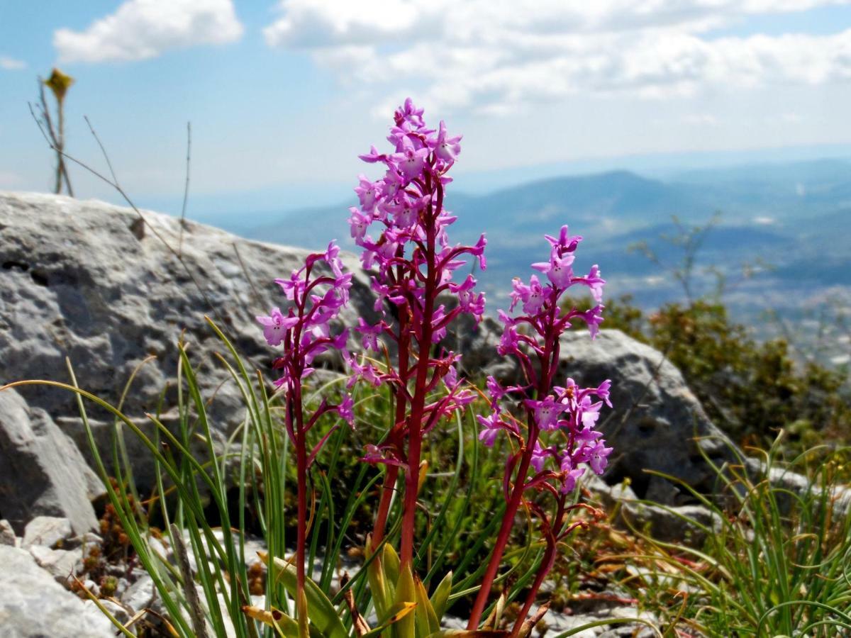 Villa Kalliopi Koutsounari Exteriör bild